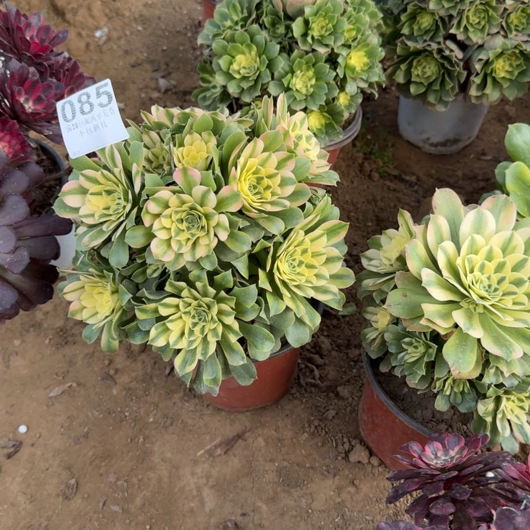 萝*姐85号辛尼亚清棚不包损