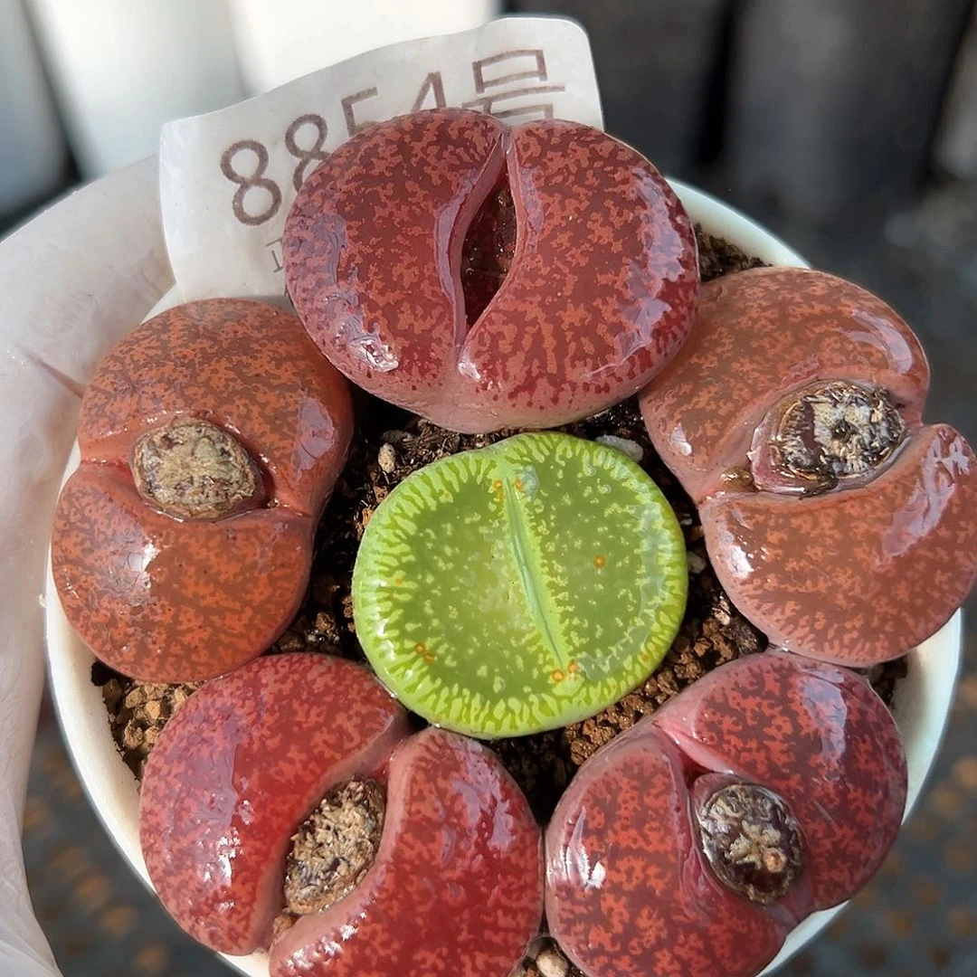 好养易活生石花大母本8854