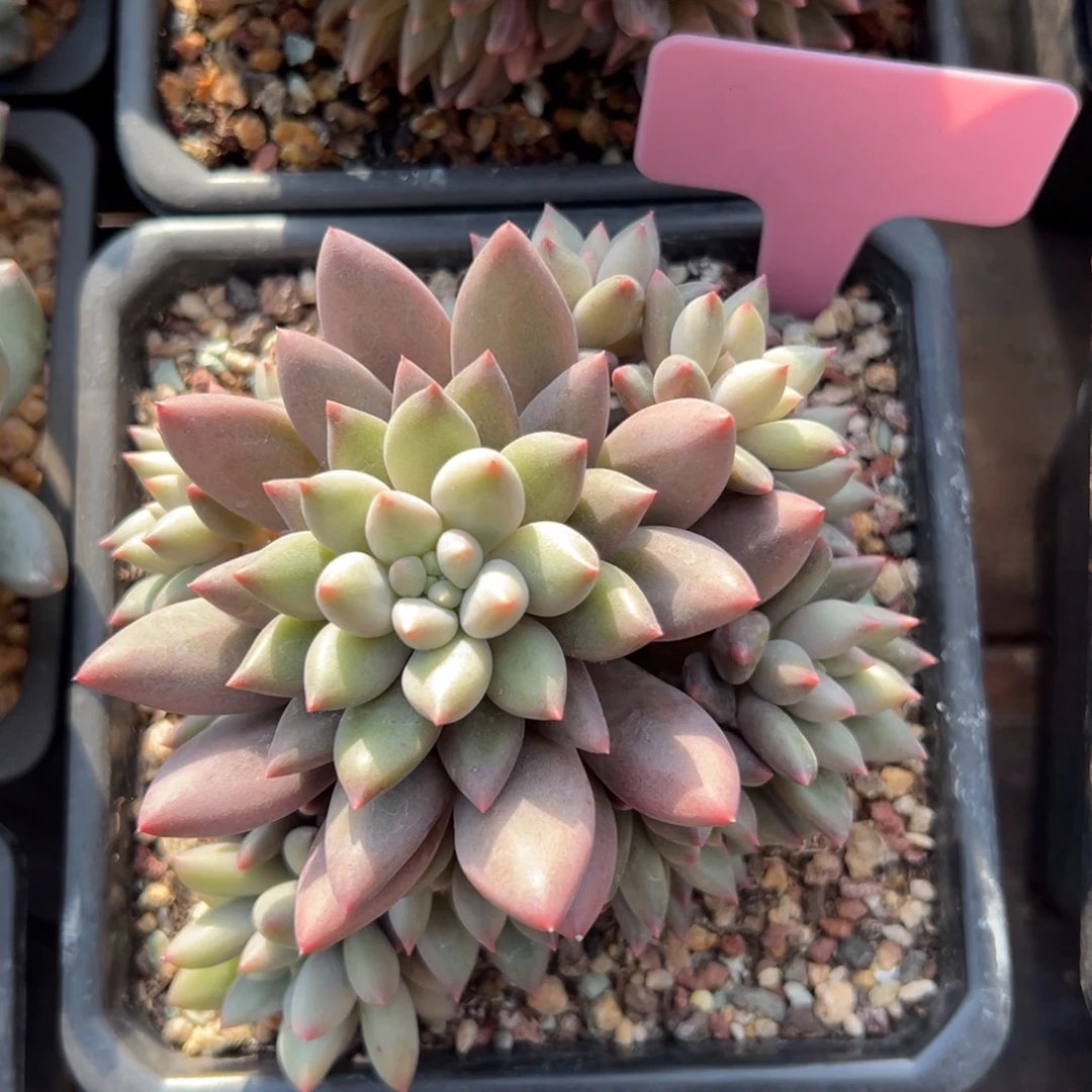 红蜻蜓111111111111