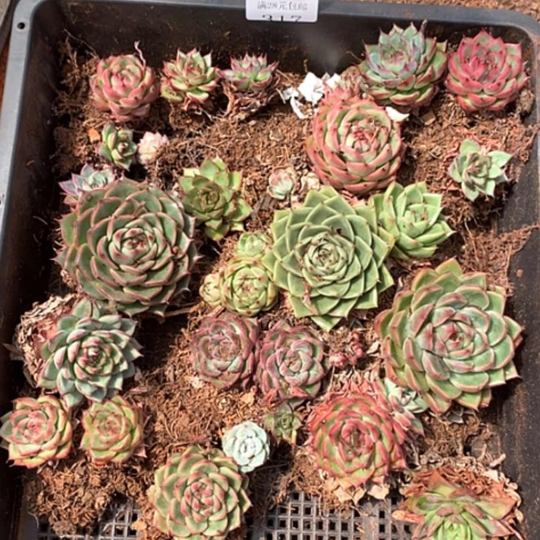 【闪购商品】云316号