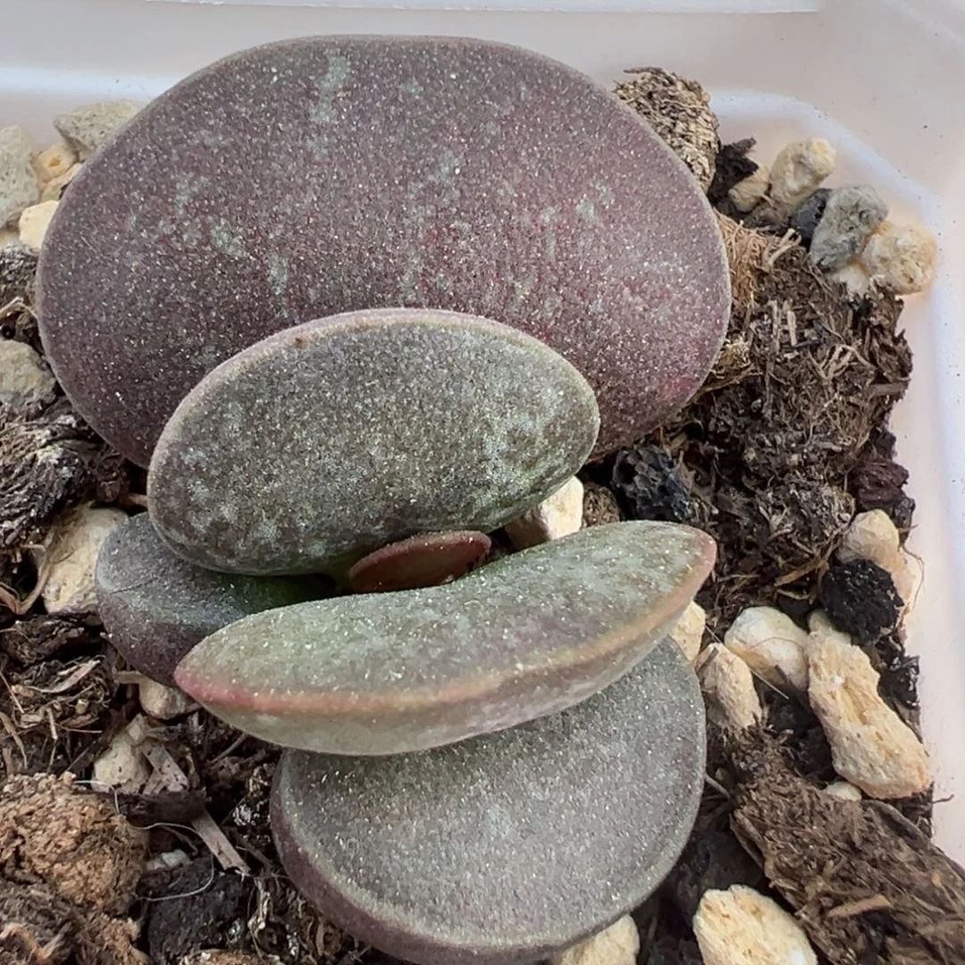 满斑花蛋大苗多肉植物