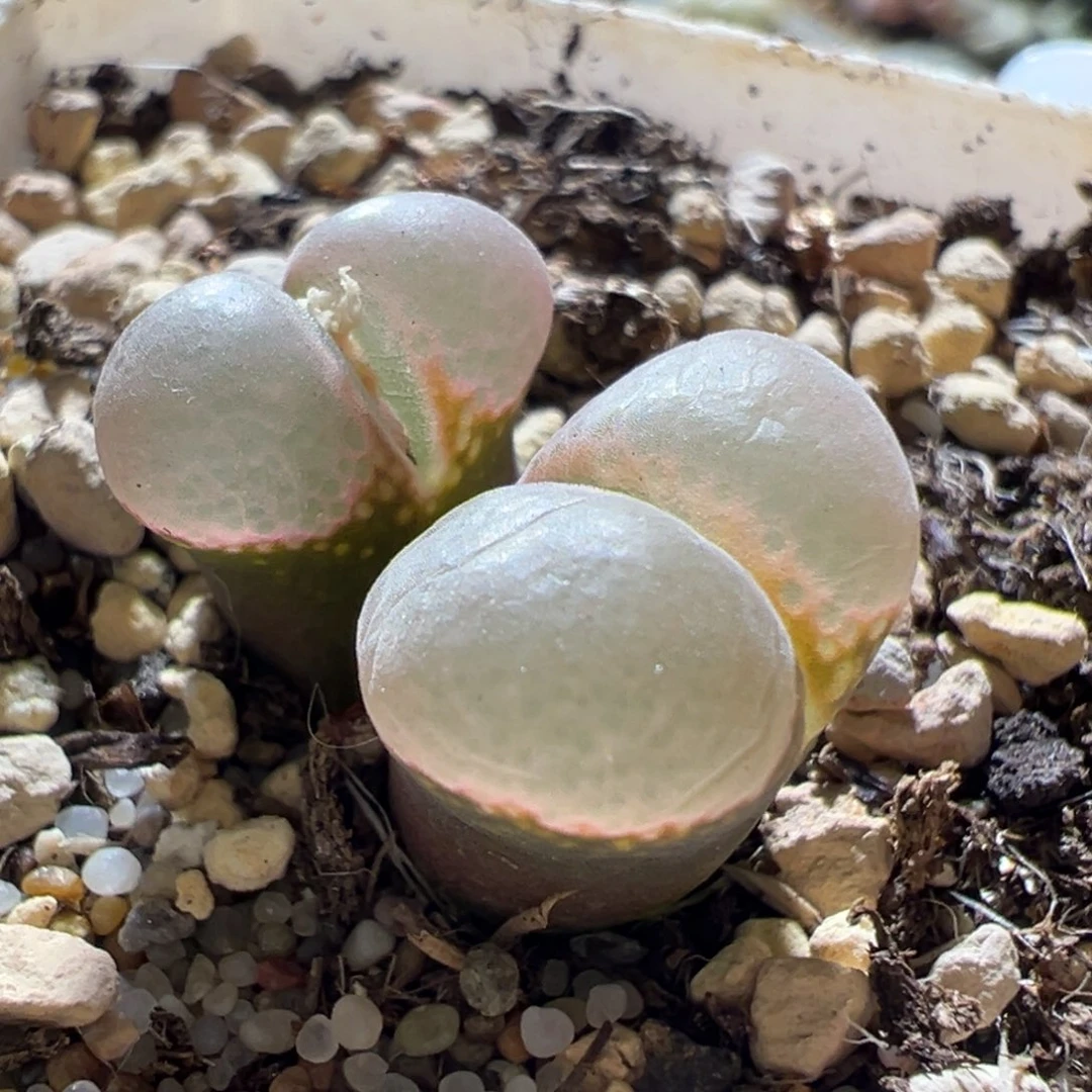 优选厚窗 超好看 小尺寸10