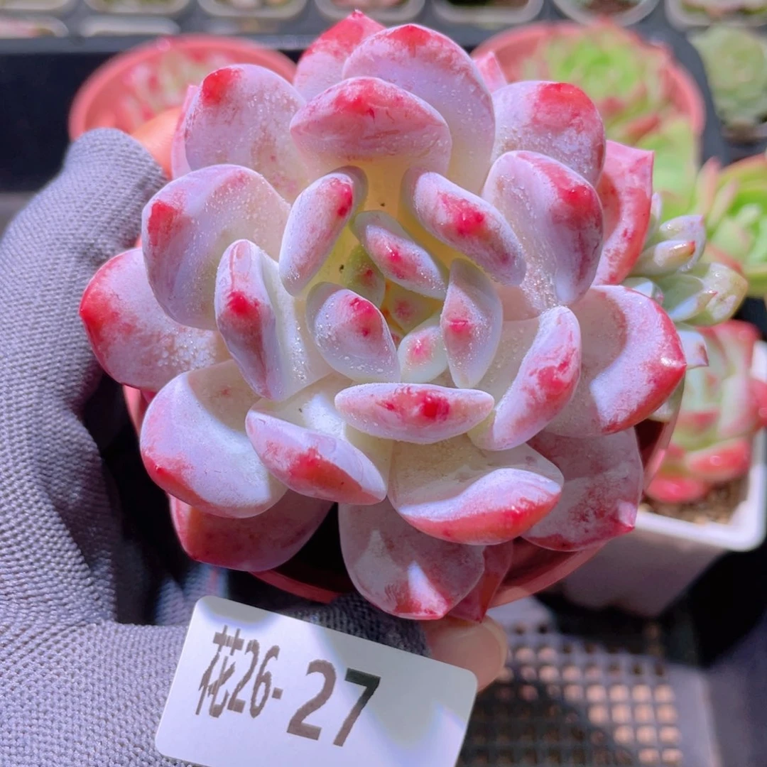 花利美26-27橙梦露