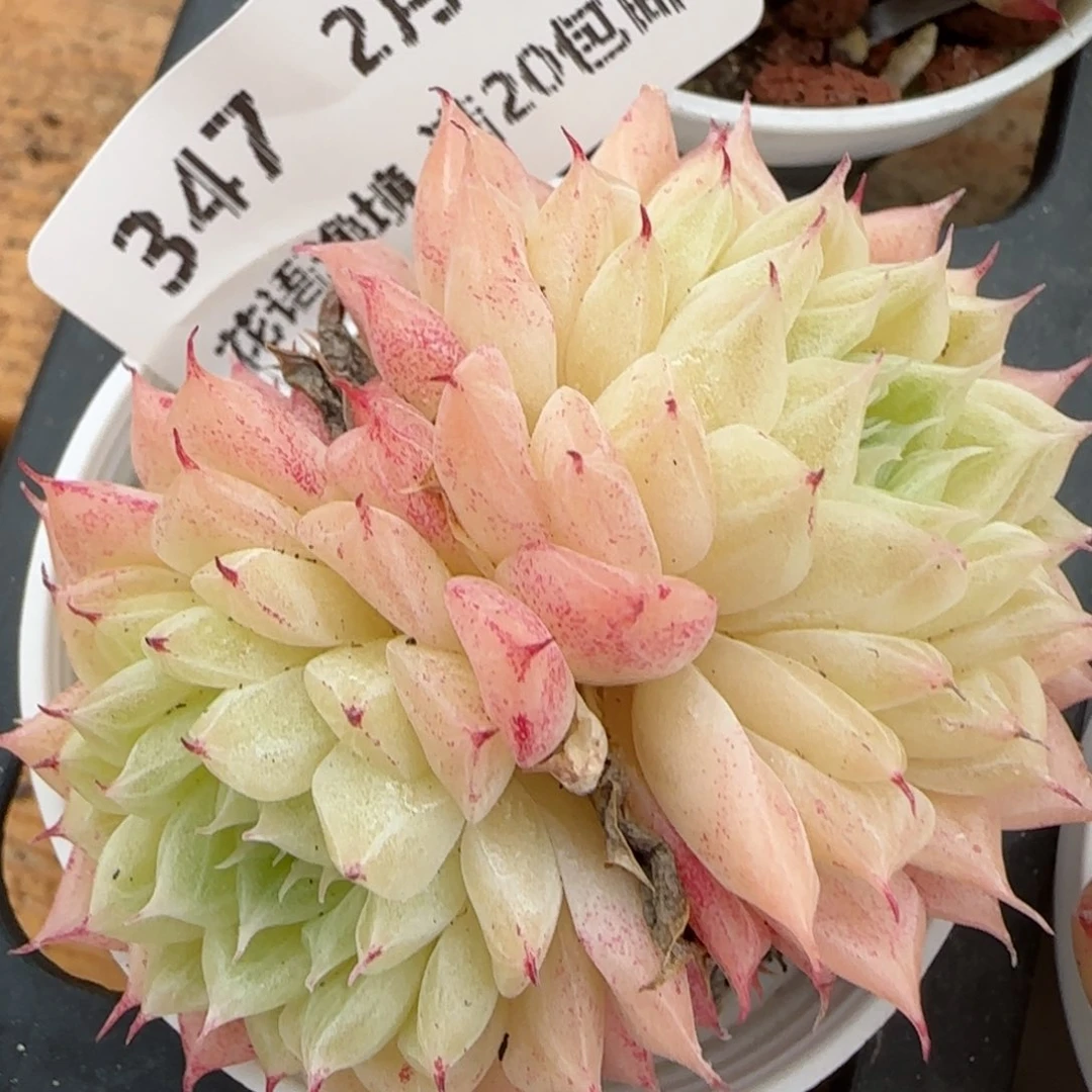花语逸镜0203-347