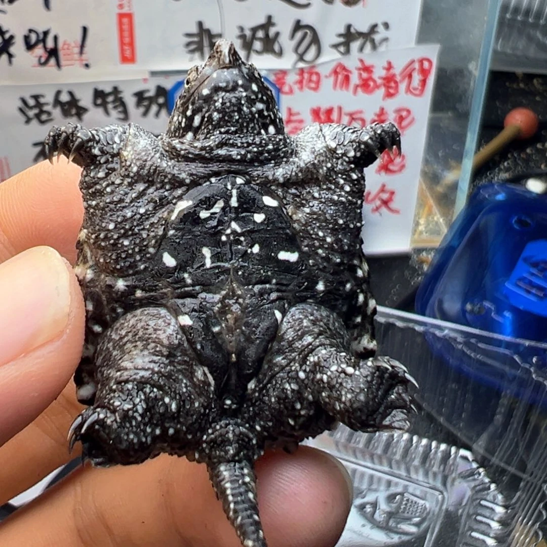 母小鳄龟不退不换