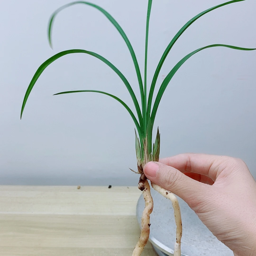 当前无花栽培后可以开花大