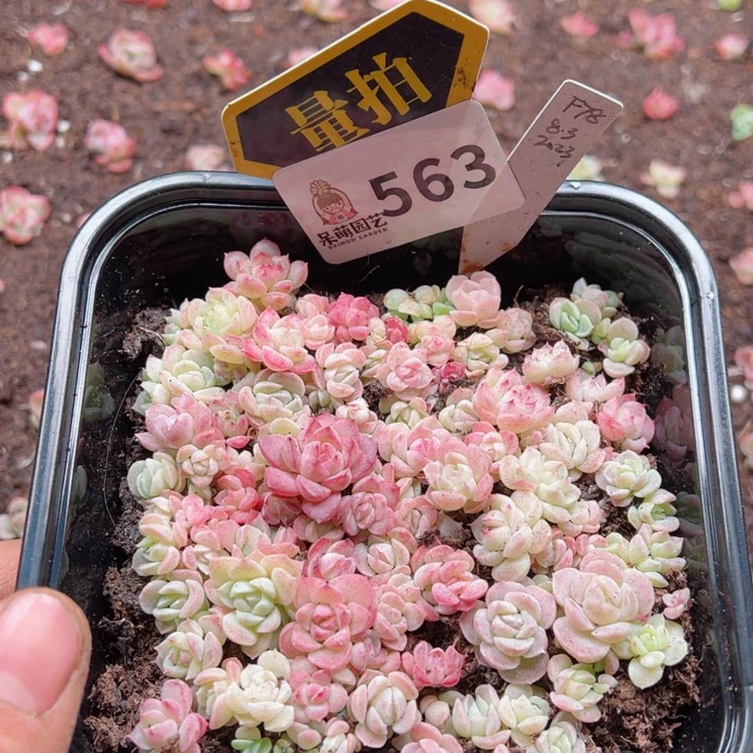 多肉植物多肉植物