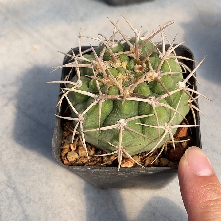 无花朵实生龟甲碧岩玉