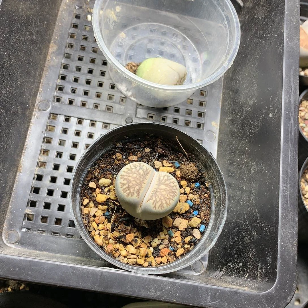 弑*殇D67多肉植物保护研究所