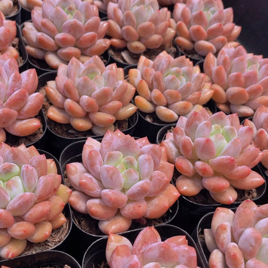 量拍16号 肥胖粉透半夏单头一个