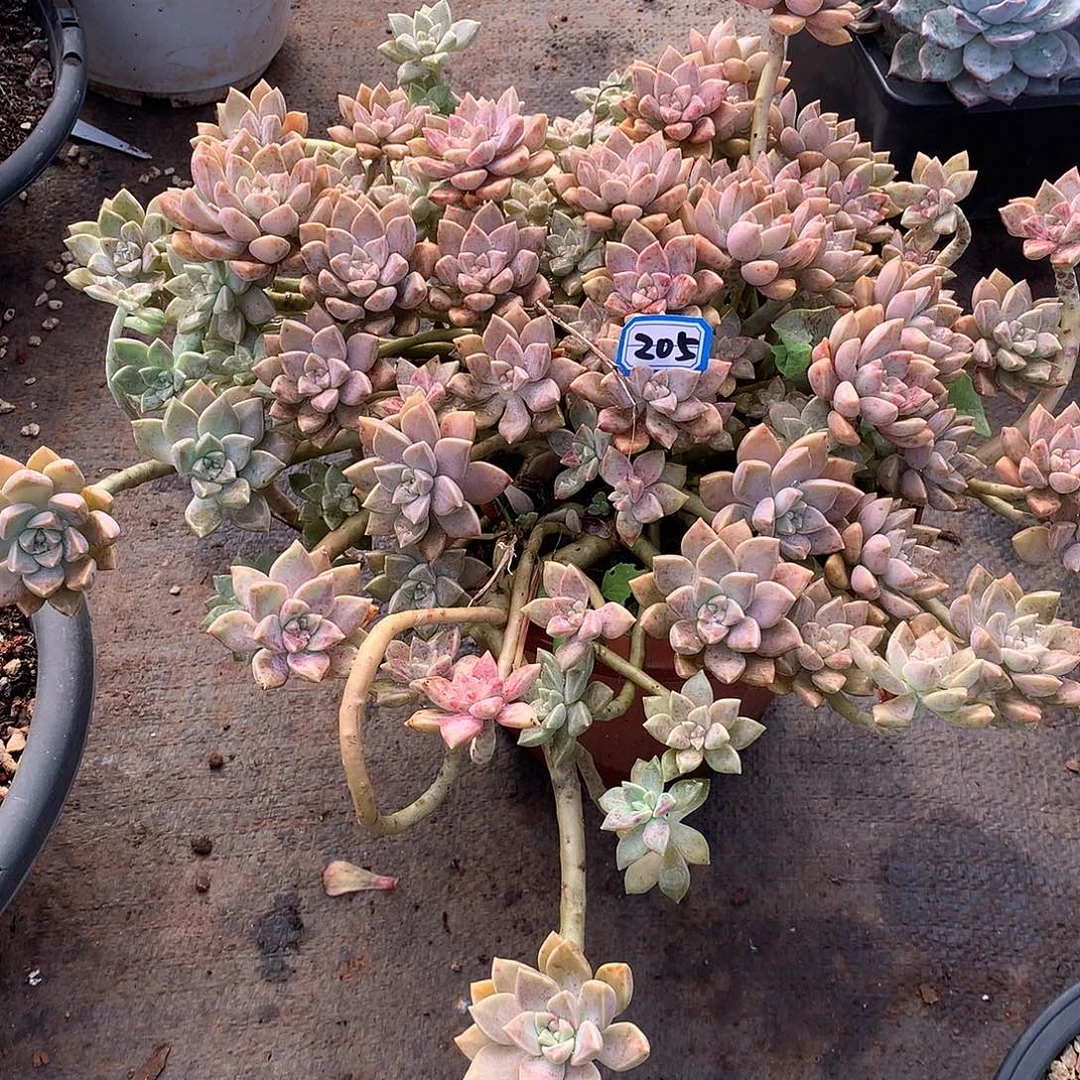 205阿伦陪 一物一拍多肉