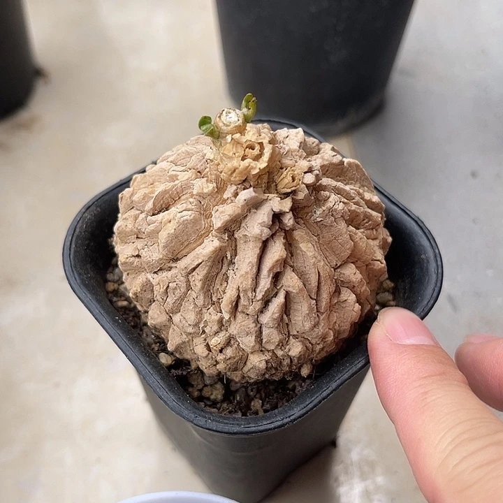 无花朵实生白皮龟甲罗摩