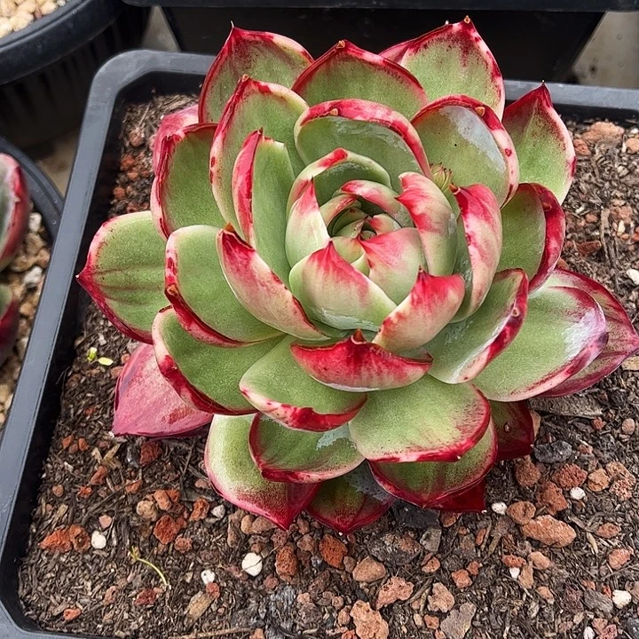 惊鸿仙子一物一拍，14厘米左右