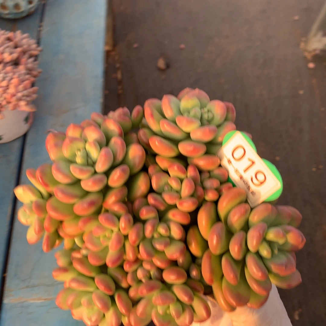 阳光玫瑰老桩平头019