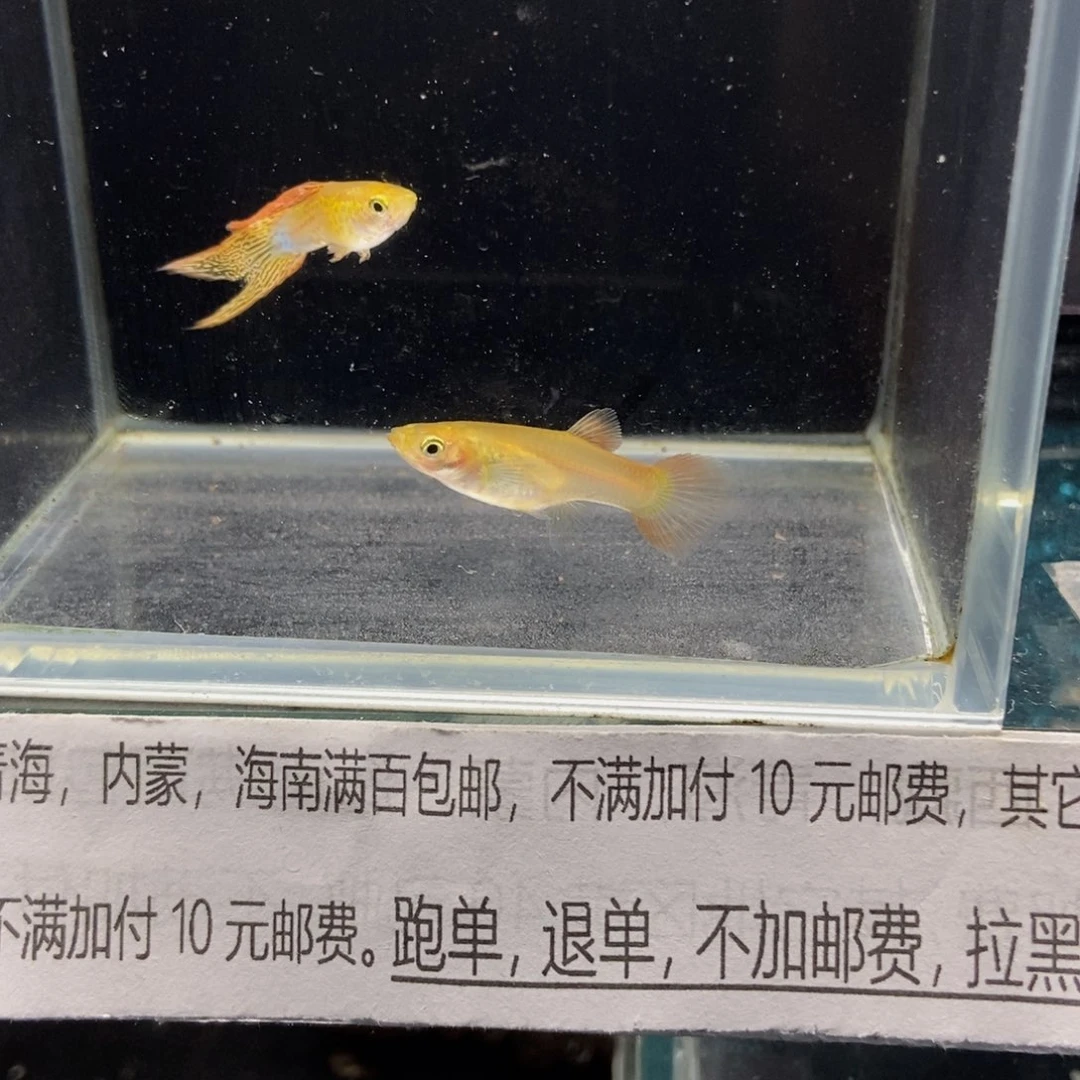 孔雀鱼火焰琴尾孔雀鱼