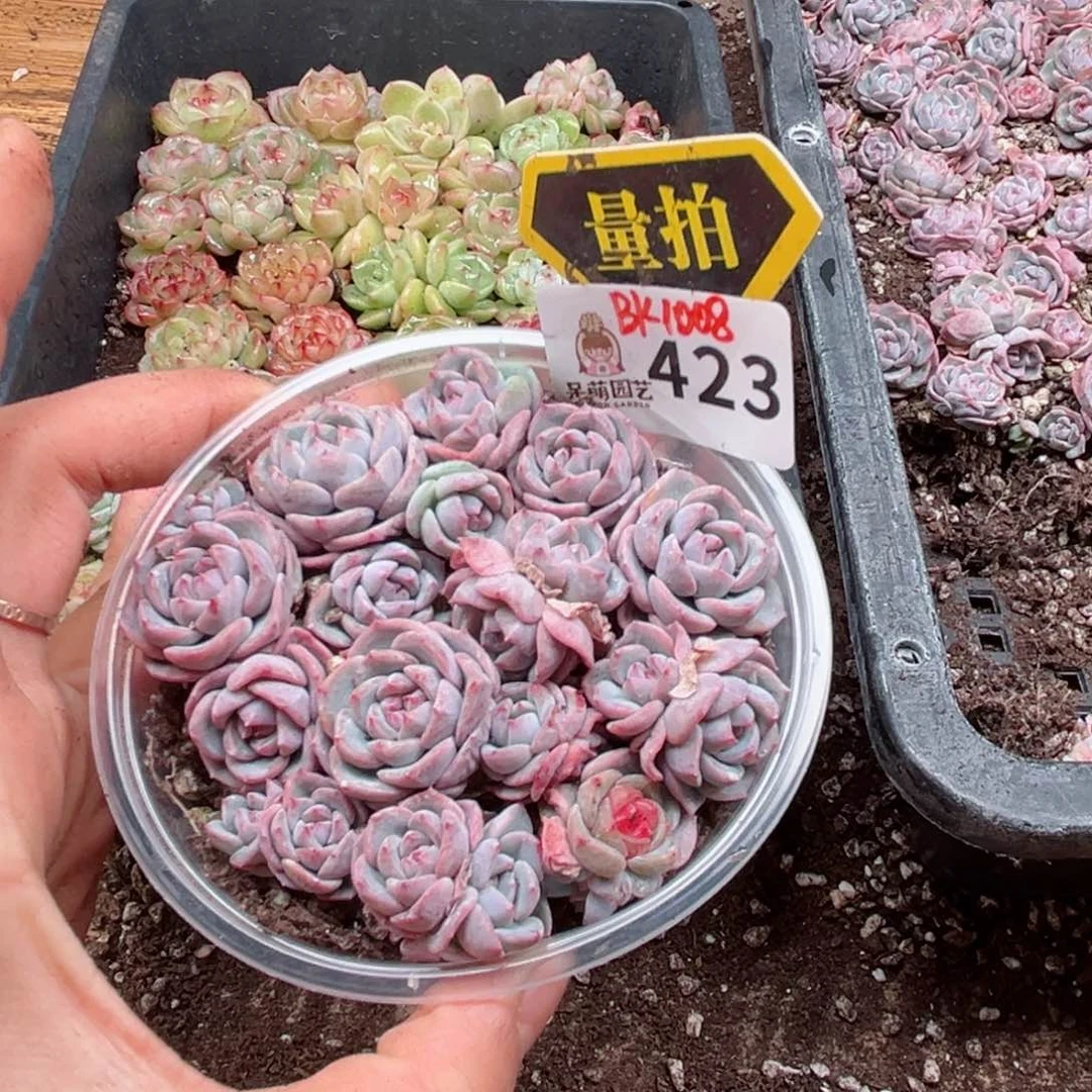 多肉植物多肉植物