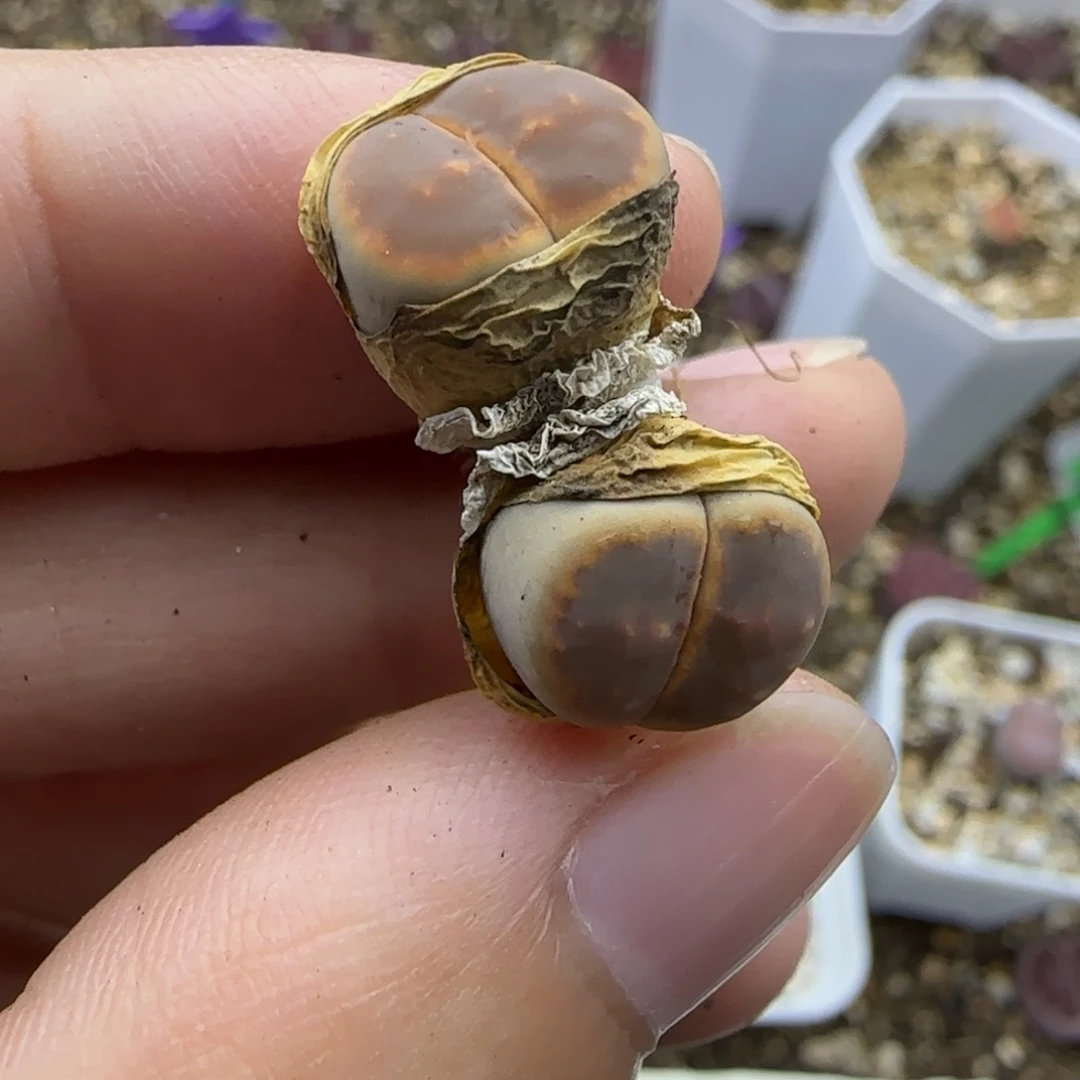 322 清框福利30包邮