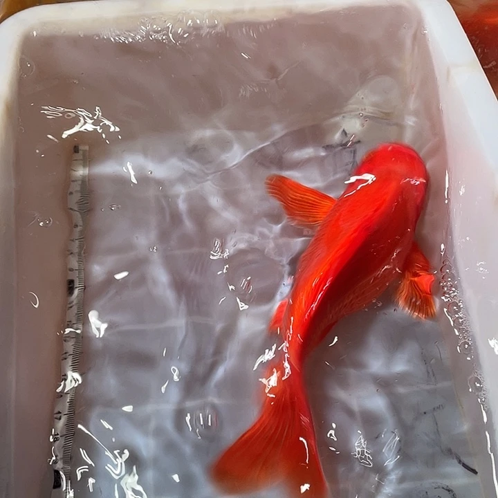 蝴蝶鲤鱼渔场直发65