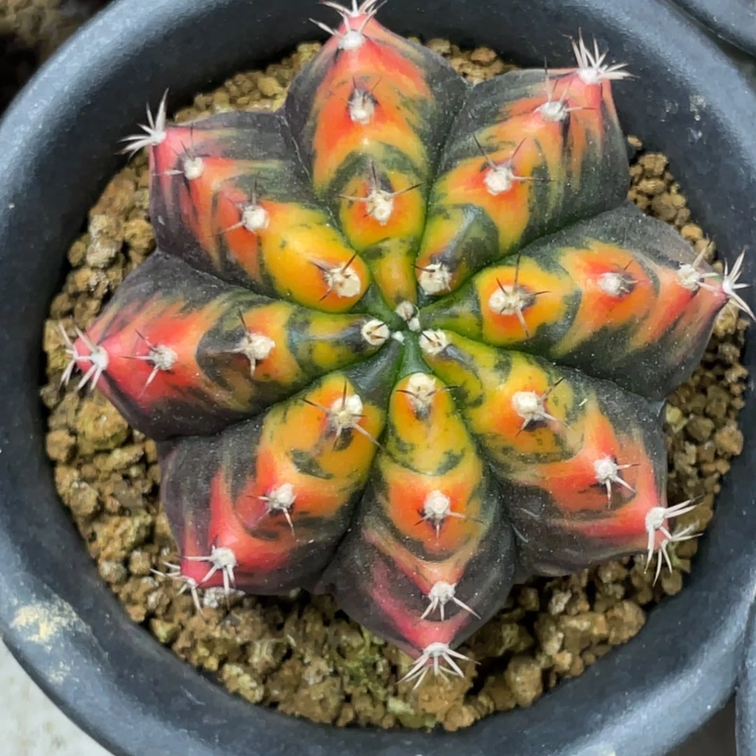 当前无花朵，栽培后可花朵橘黄虎斑锦