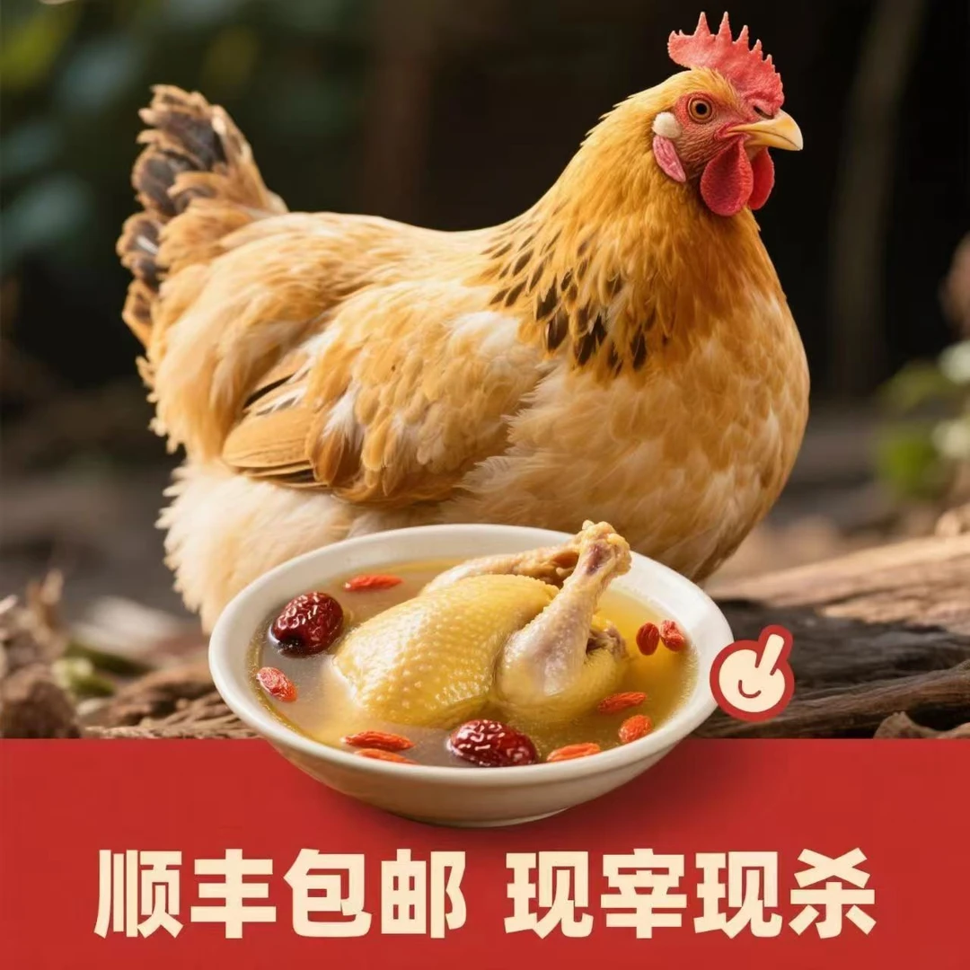【顺丰包邮】杀好再发货散养土鸡黄油老母鸡煲汤鲜美汤鲜肉嫩