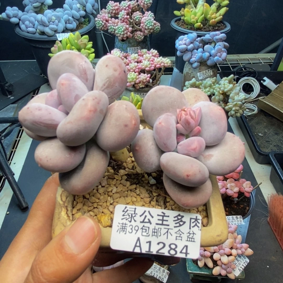 284大叶奶多肉8c m