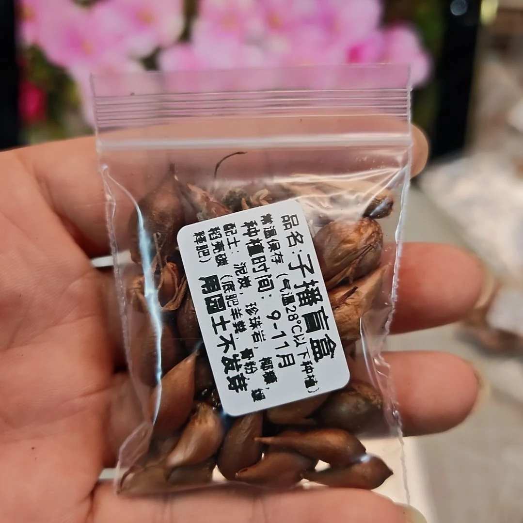 酢浆草早花三色糖果盒子播盲盒一份