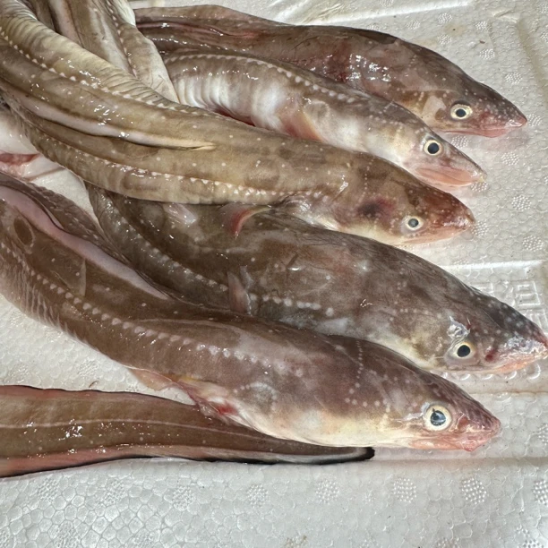 【顺丰、京东】威海本地 新鲜海捕海鳗鱼七星鳗鳗鳞鱼 （去内脏）3/4斤