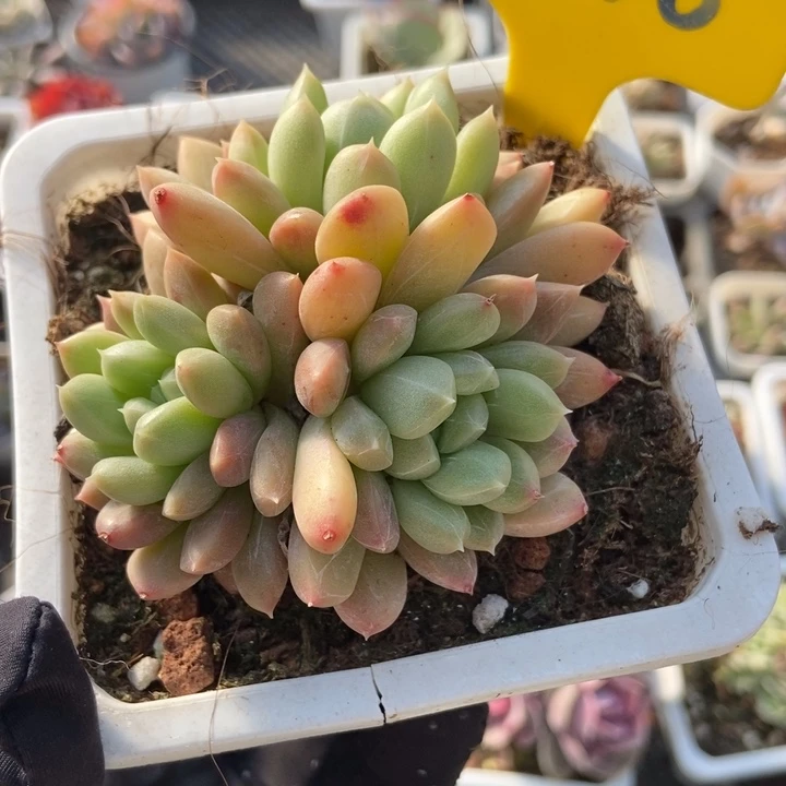 936百搭翡翠多肉植物保护