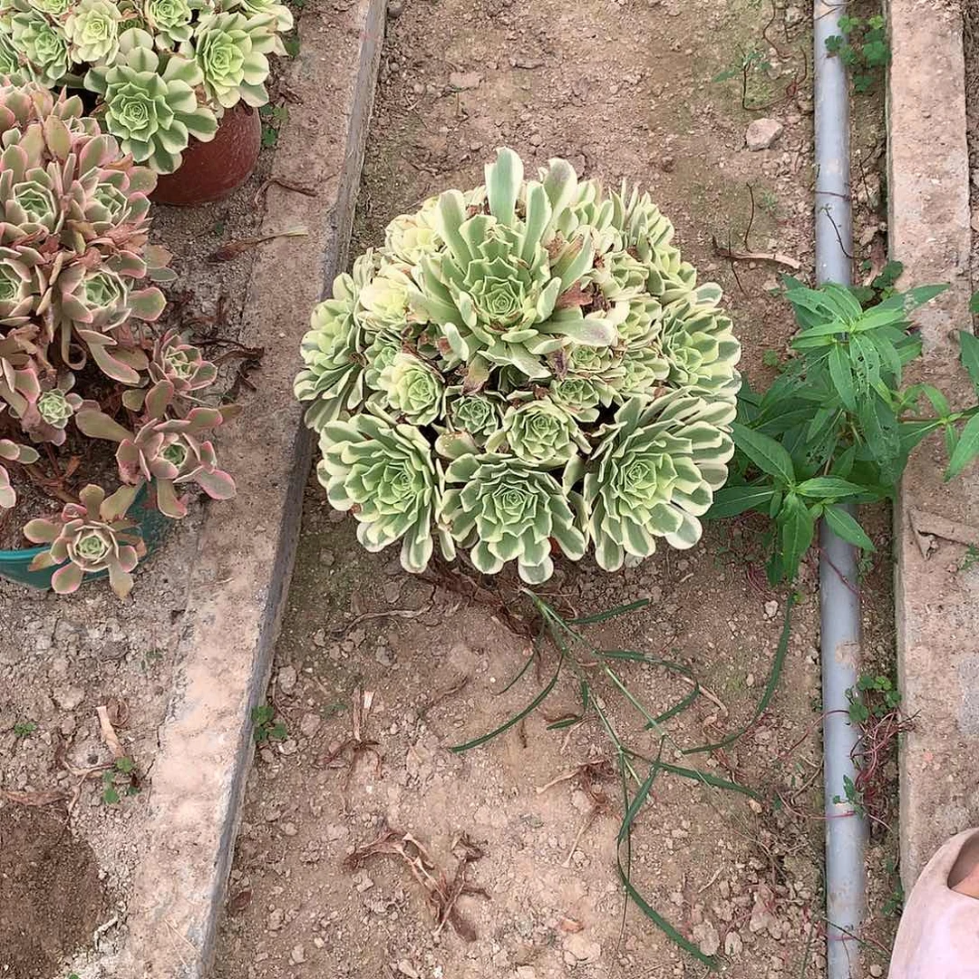 【闪购商品】绿豆莎，多肉