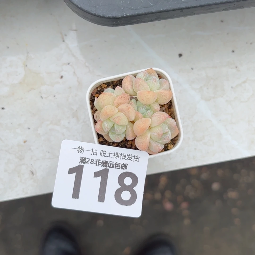 纯***符冰玉老桩带盆土发货