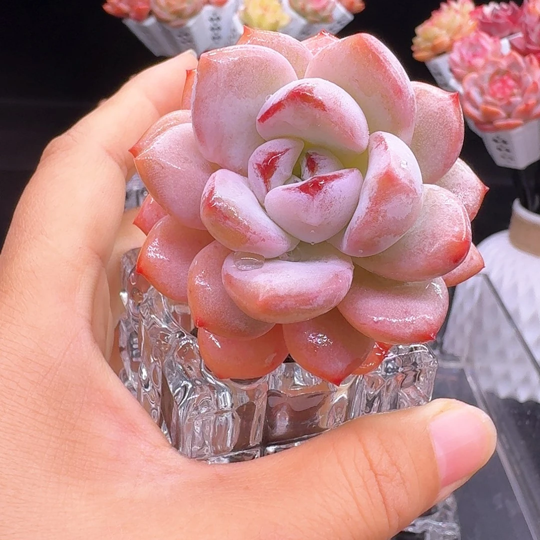 无土星星雪1颗多肉