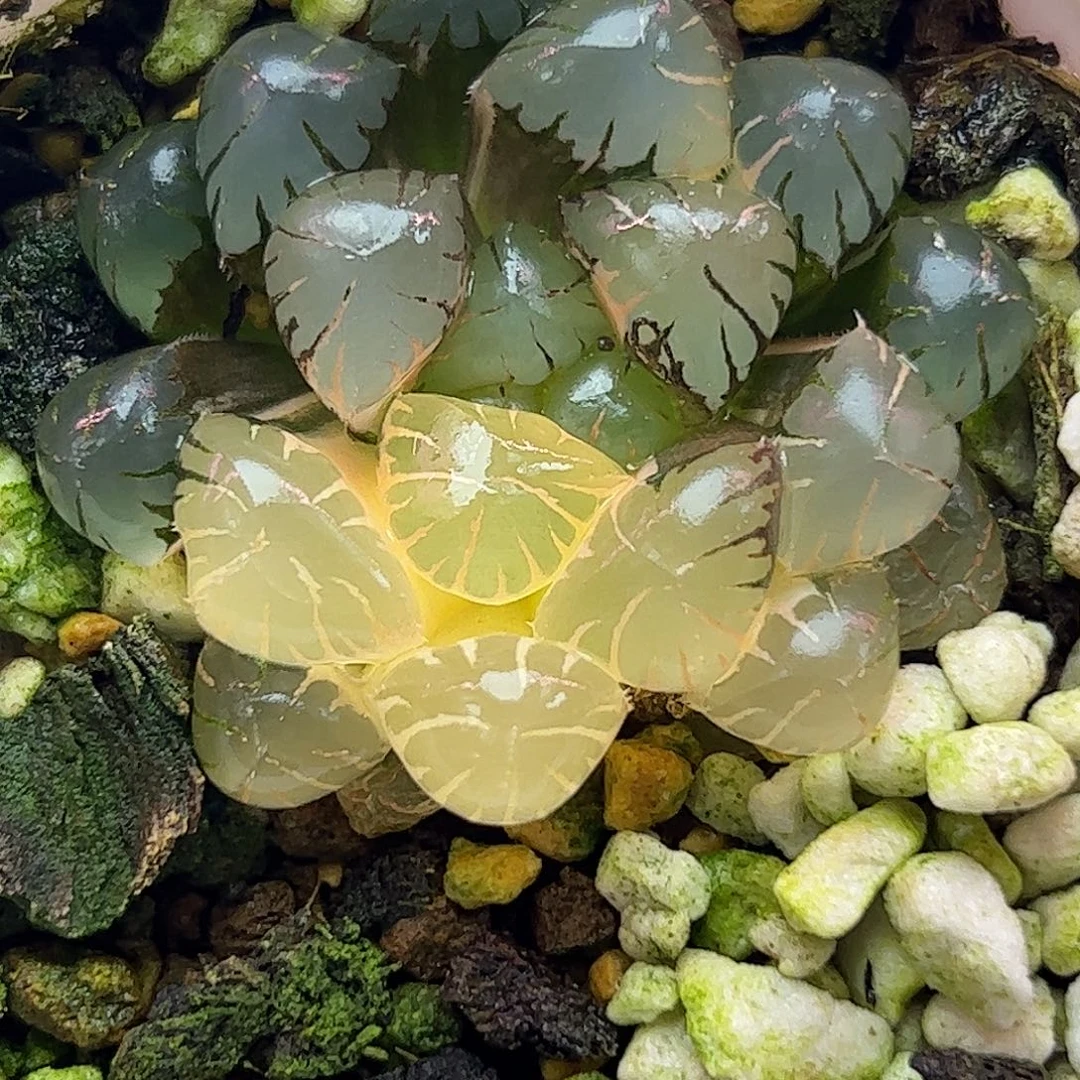 冰灯锦十二卷多肉植物