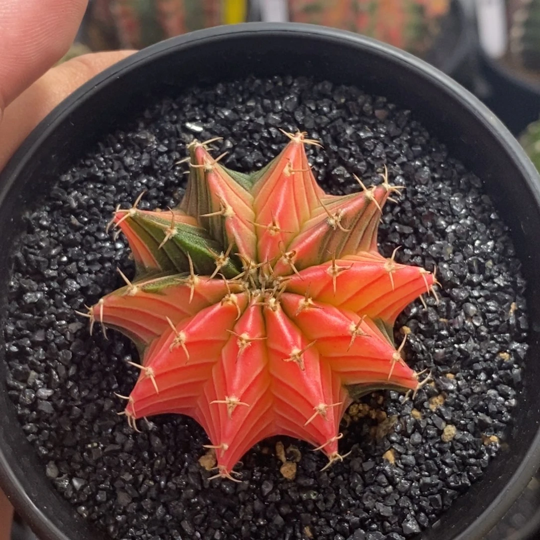 泰系肋骨锦—带盆土发货16