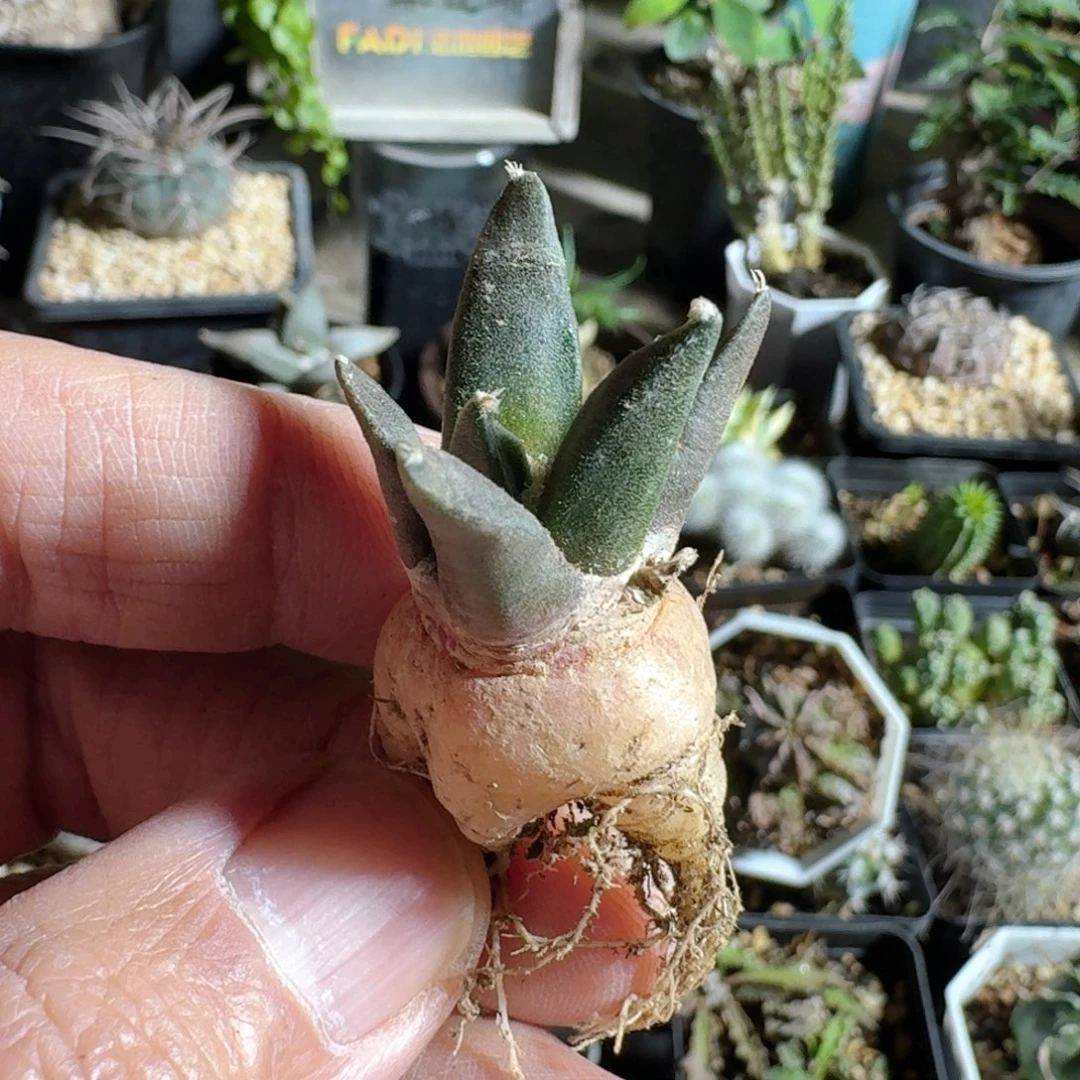 树***忆676岩牡丹脱土发货实生