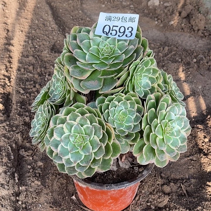 593粉花妖多肉植物