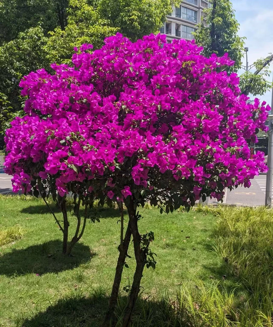 云南紫盆栽观赏植物土球发货【掉花落叶缺水焉 介意慎拍】