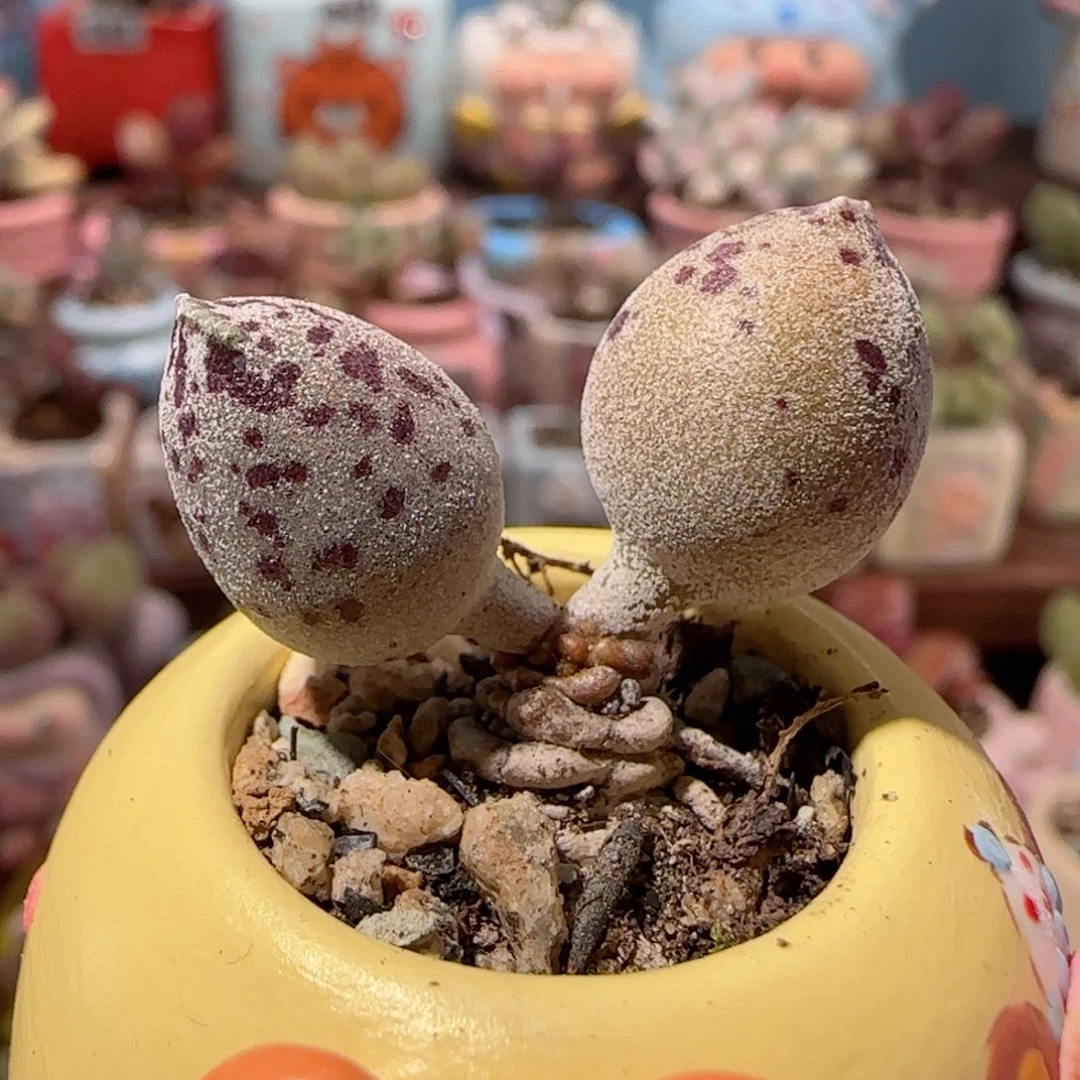 可爱粉海豹 盆口3cm