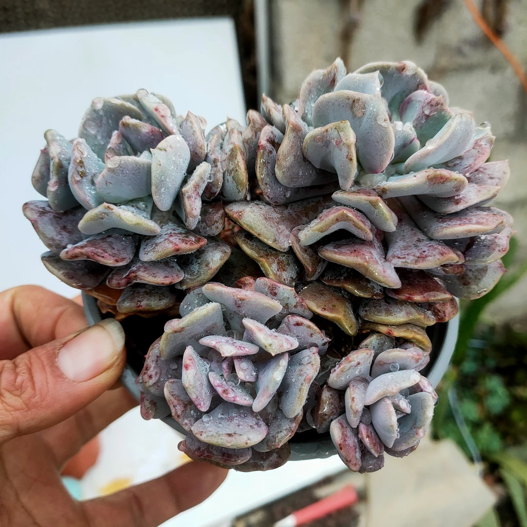 雪精灵 满20包邮 不带盆土发货轻微掉叶长沙星昊多肉植物