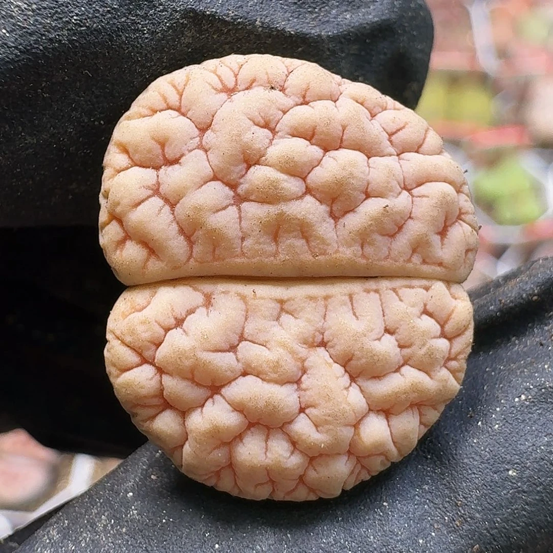 生石花11111。   275