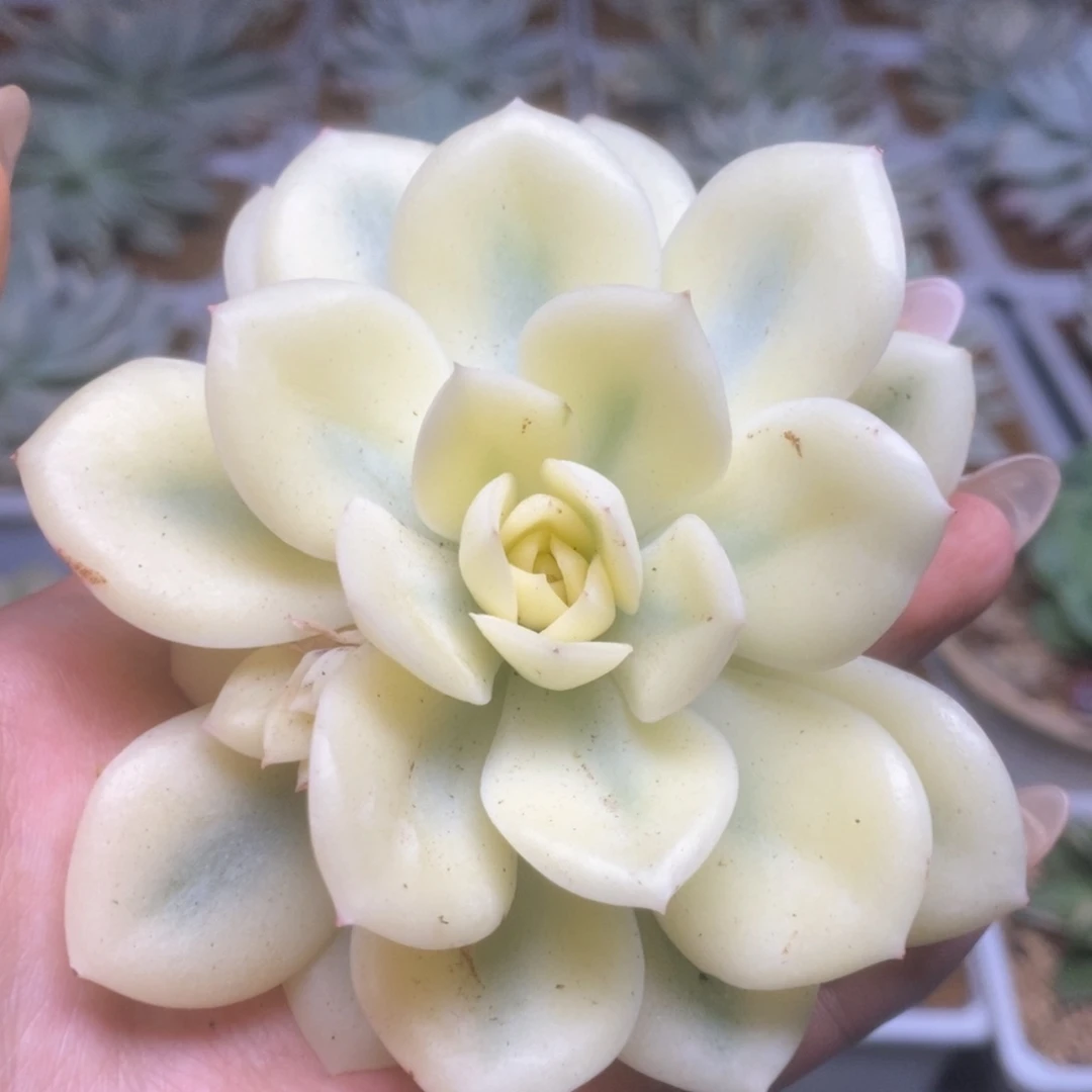 197锦锦锦锦锦锦锦锦锦