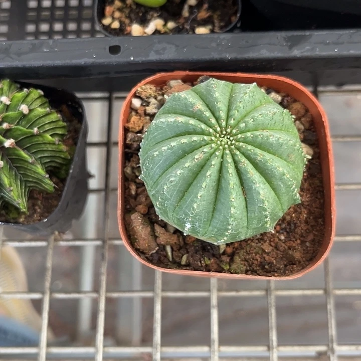 我也不知道我为什么要这样做