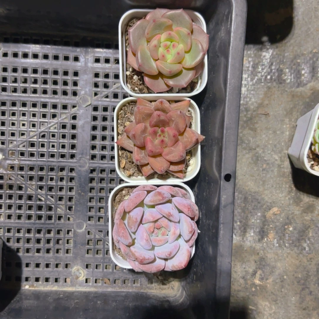 曾***经三颗5cm新疆包邮新疆包邮