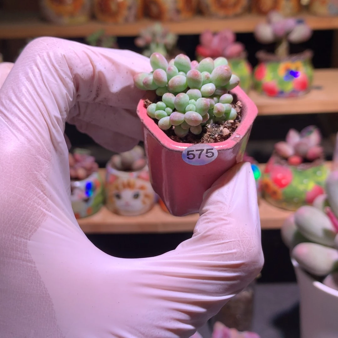 575带盆苹果奶酪多肉