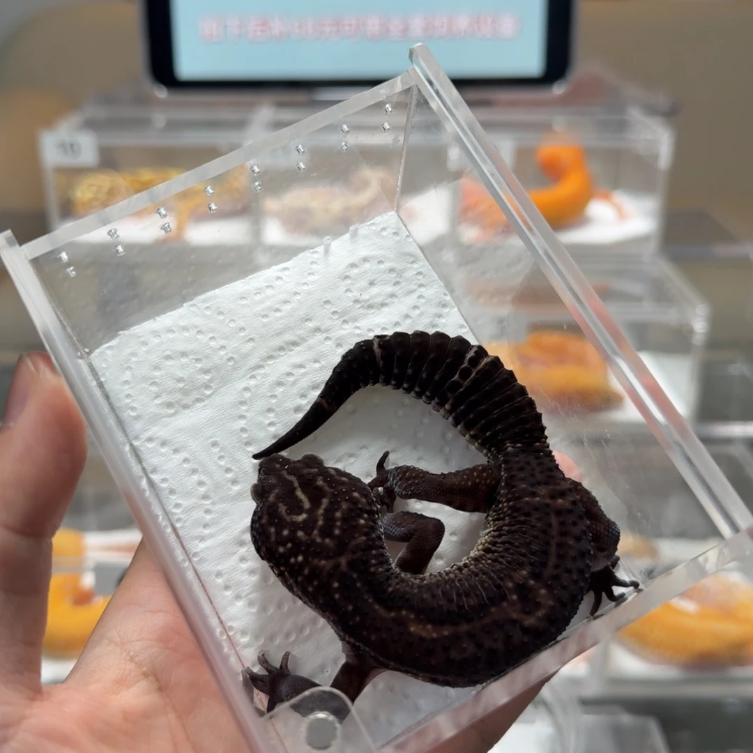 豹纹守宫黑夜公成体