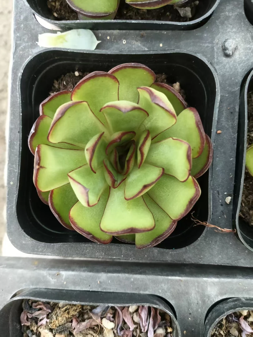 墨西哥灵隐5棵装多肉植物