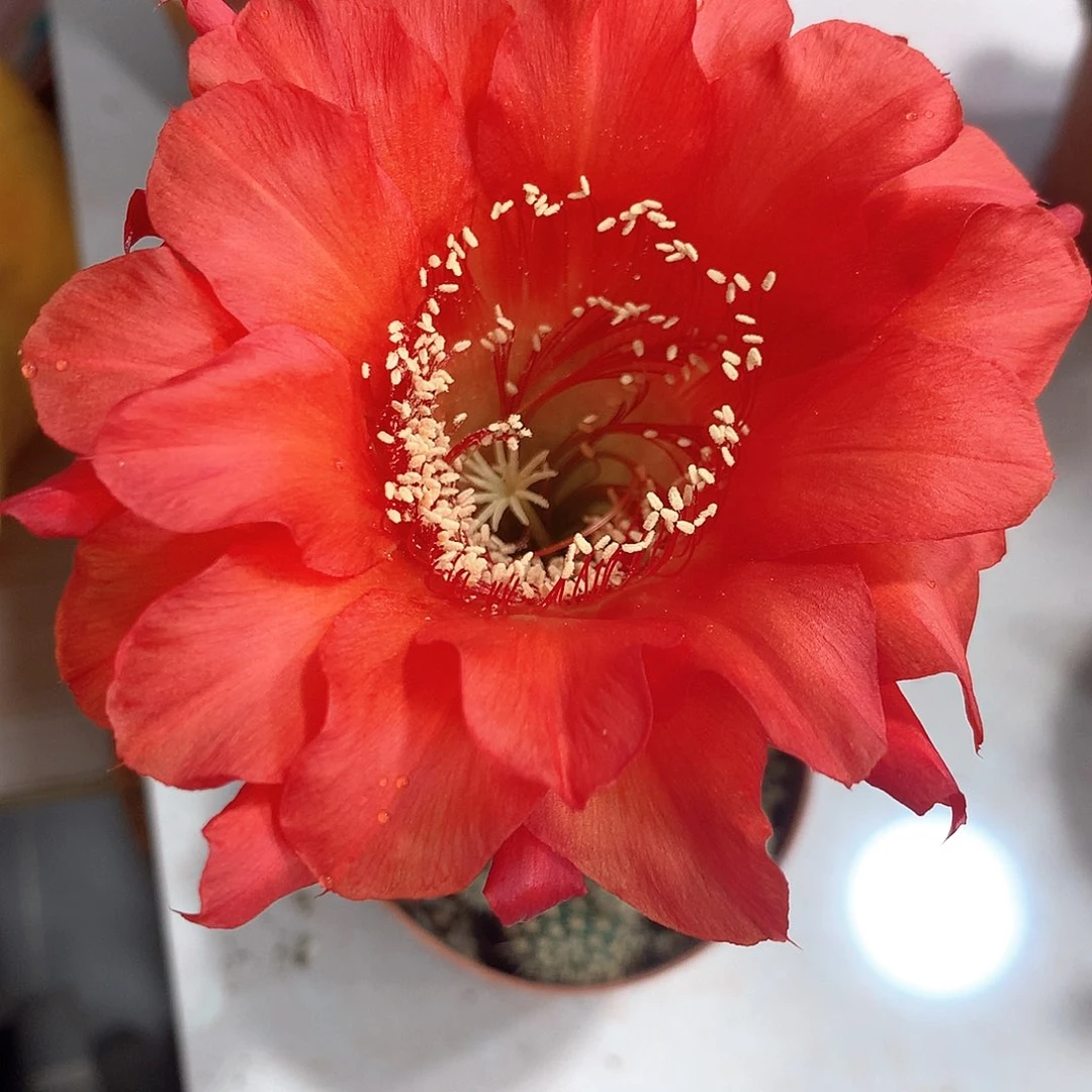 2175实生彩草10公分杯