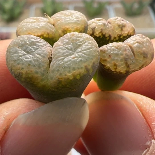 有伤特价一颗全窗泡泡勋章266。