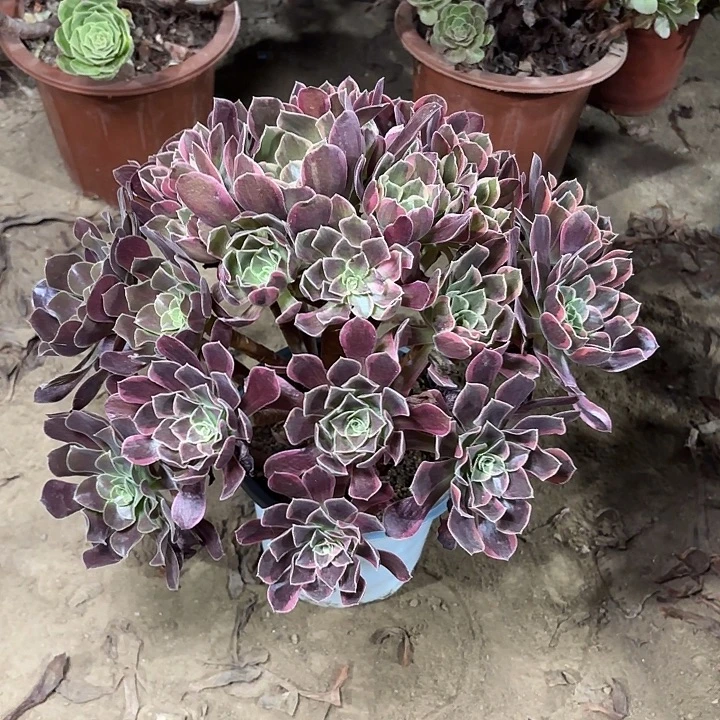 夕***下多肉植物金丝雀46
