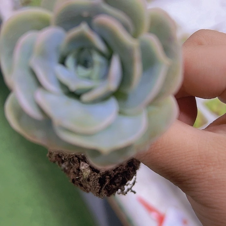 可爱玫瑰19包邮多肉植物