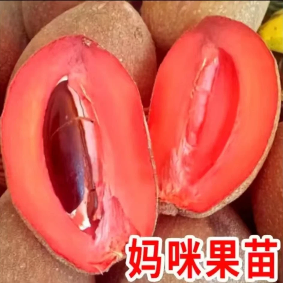 o妈咪果树苗新品种潘婷麻美果树马加纳马梅果树苗南方庭院地栽